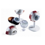 Human Eye Model, Enlarged 3 Times