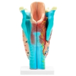 Human Larynx Model, Full Size 3 Parts