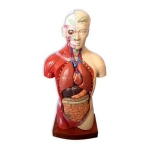 Human Torso Model, Full size 9 Parts