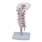 Human Cervical Spinal Column Model