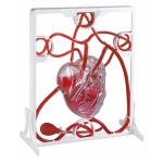Human Pumping Heart Model