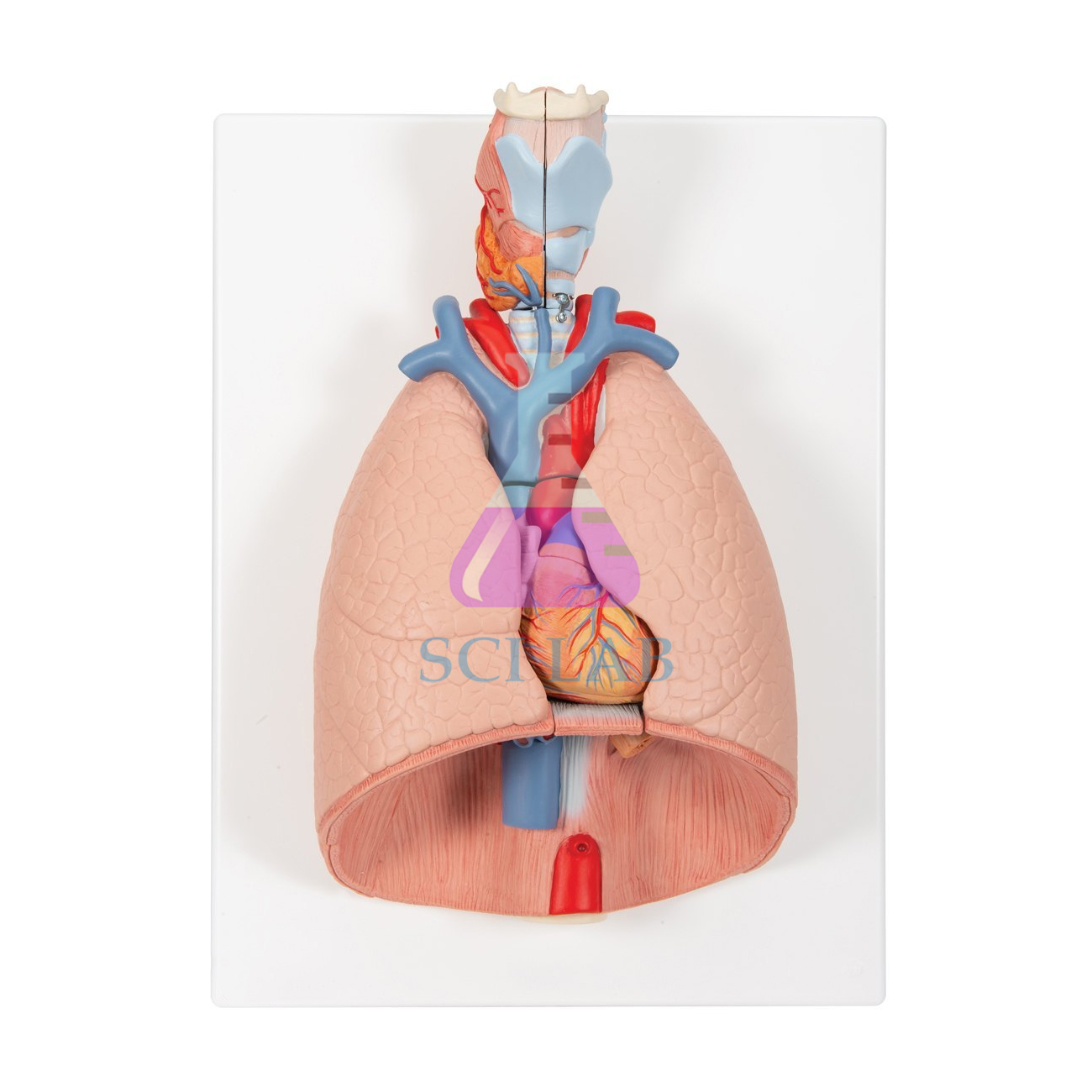 Lung Model