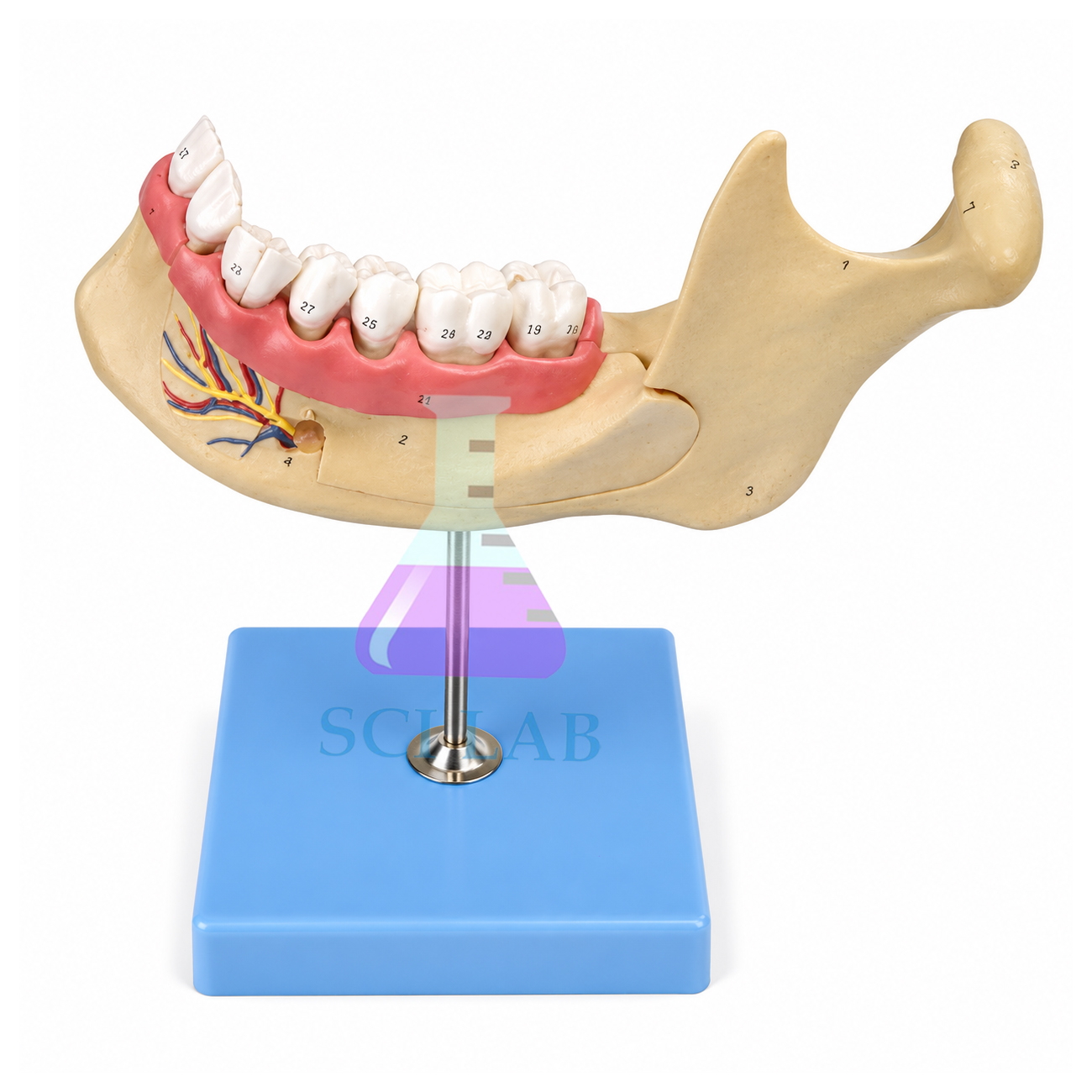 Jaws, it Hurts