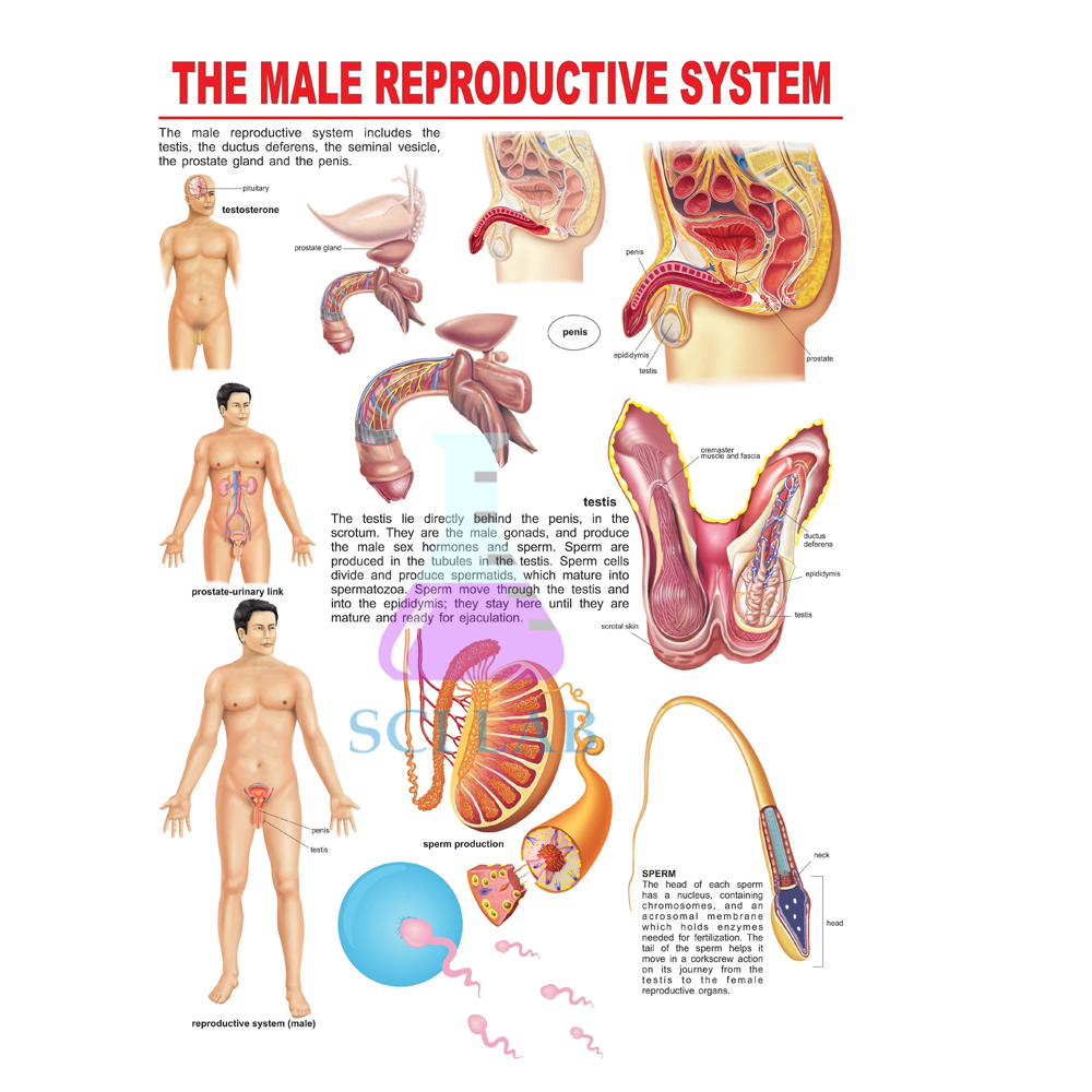 Male Genitalia