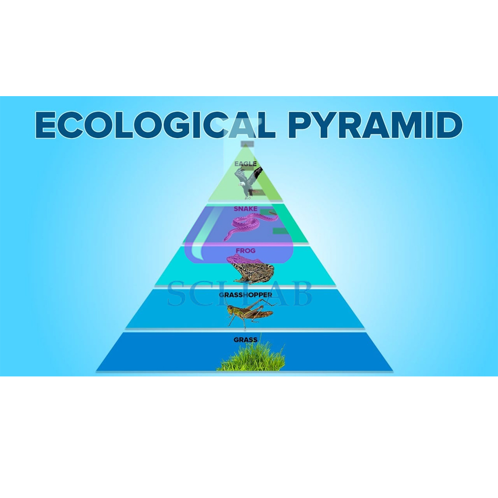 Ecological Pyramid