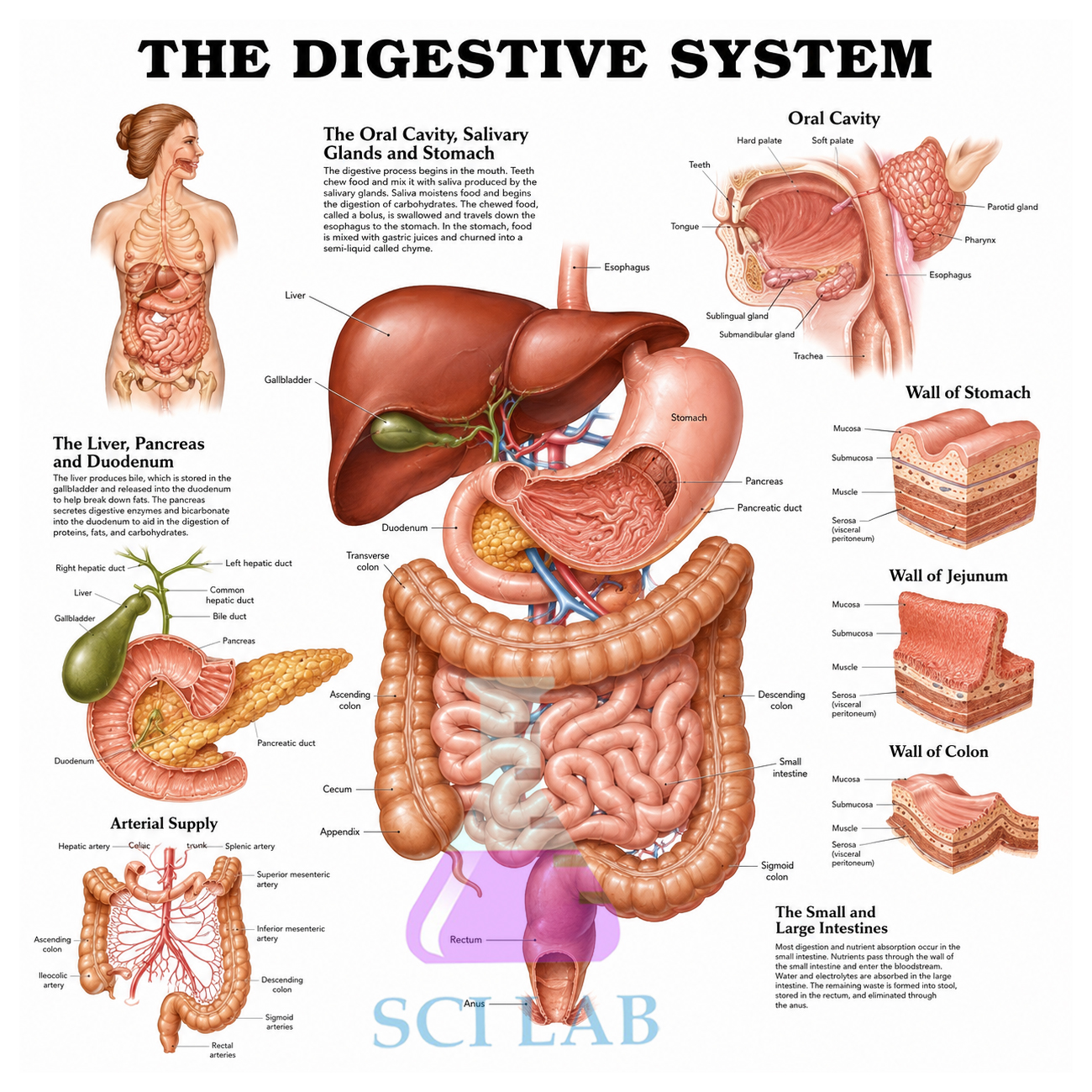 The Liver is an Auxiliary Organ of the Digestive System