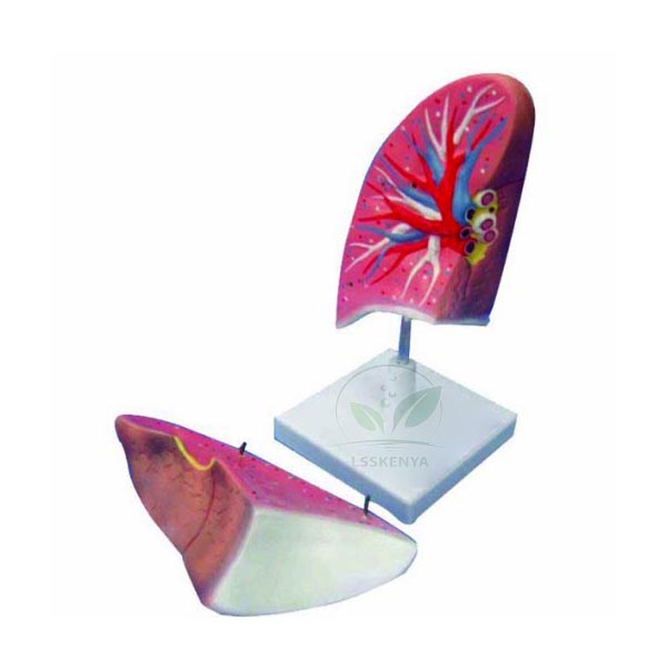Human Lung Model
