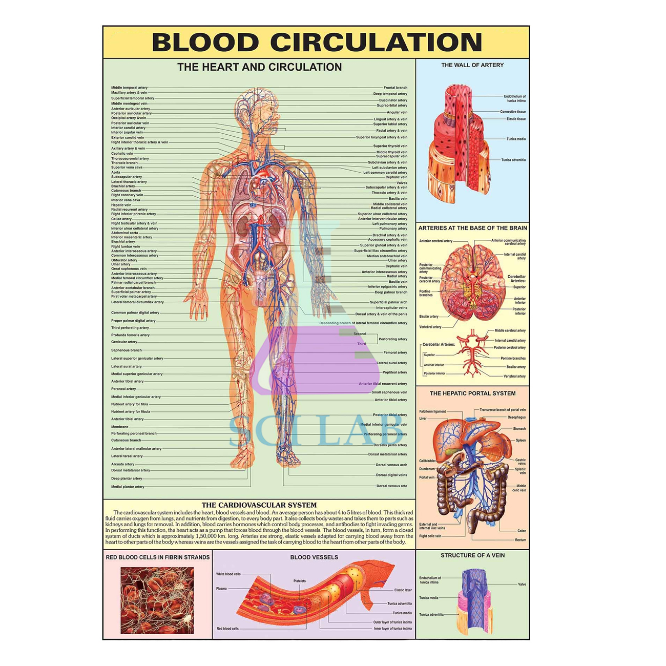 Blood Circulation System
