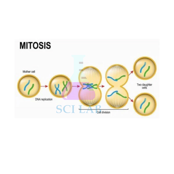 Cell Reproduction-Mitosis