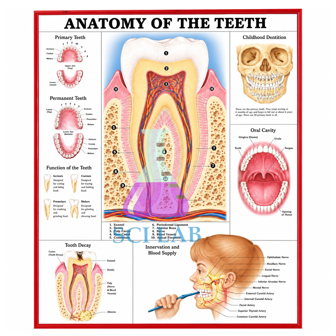Human Teeth