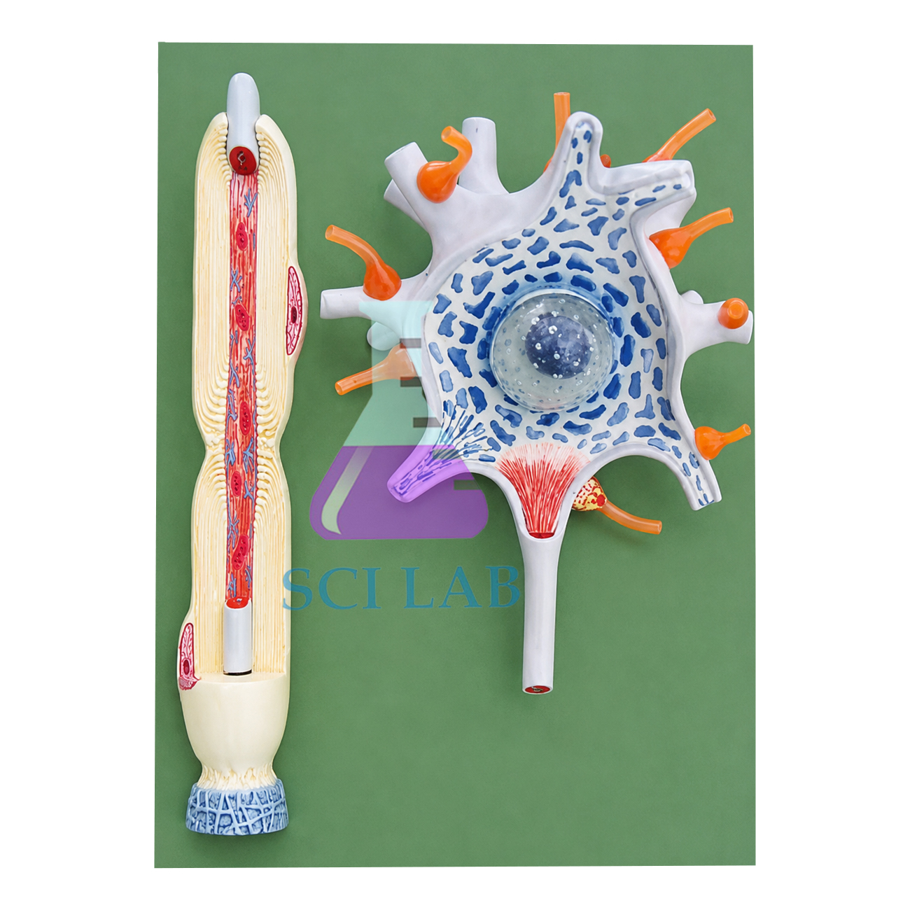 Neuron Model
