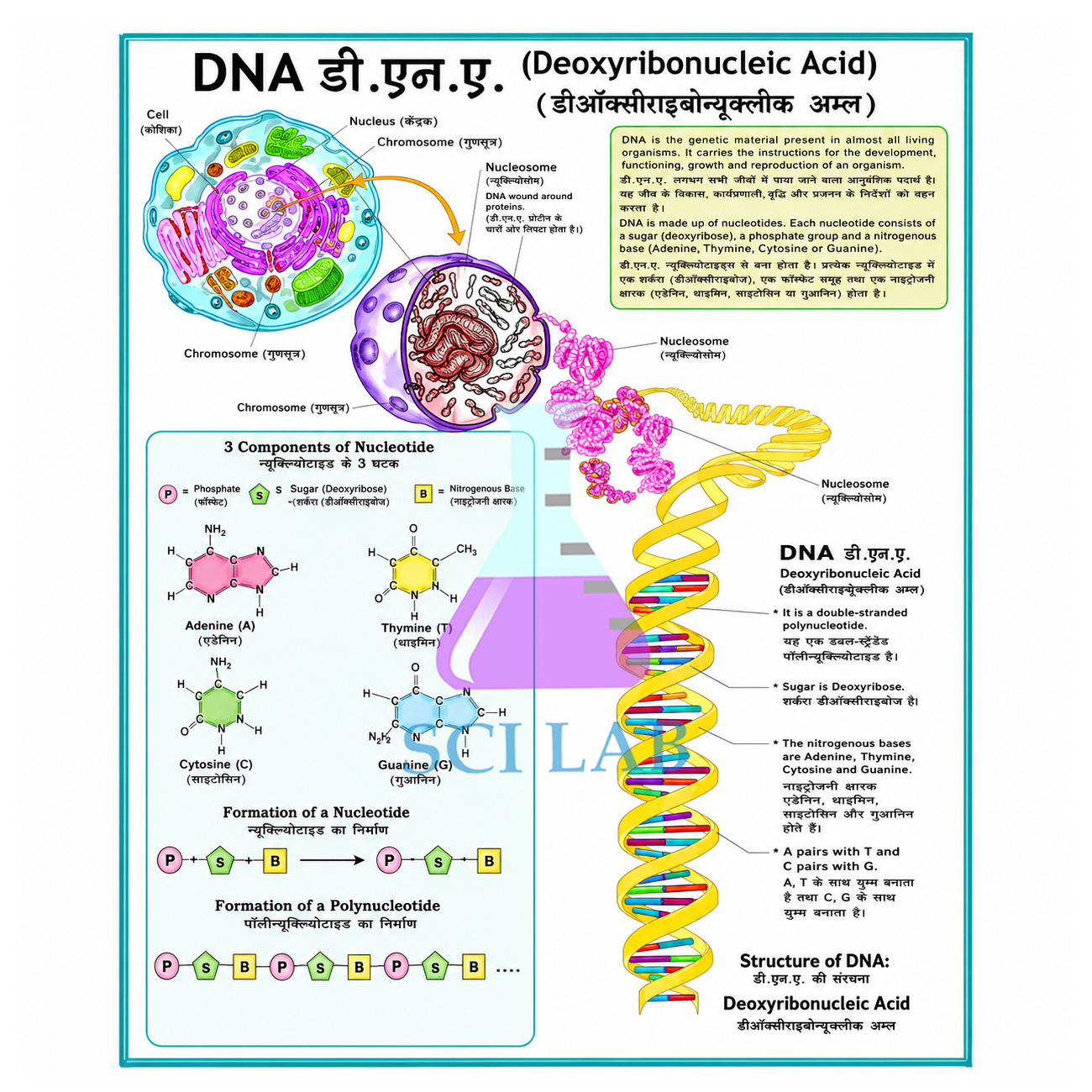 The Structure of DNA
