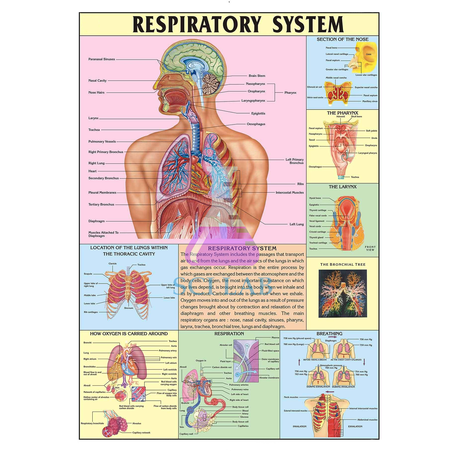 Respiratory System