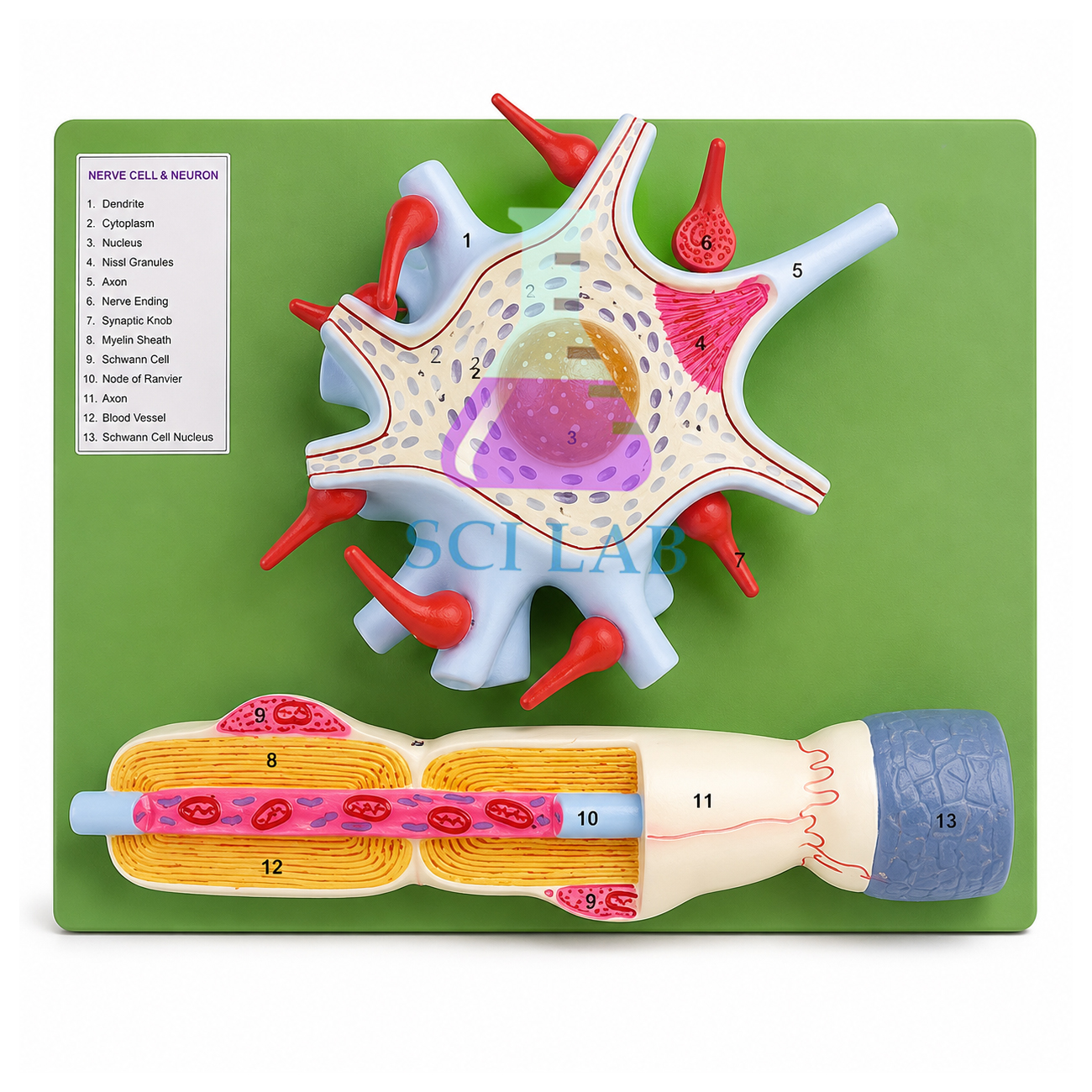 Nephrons