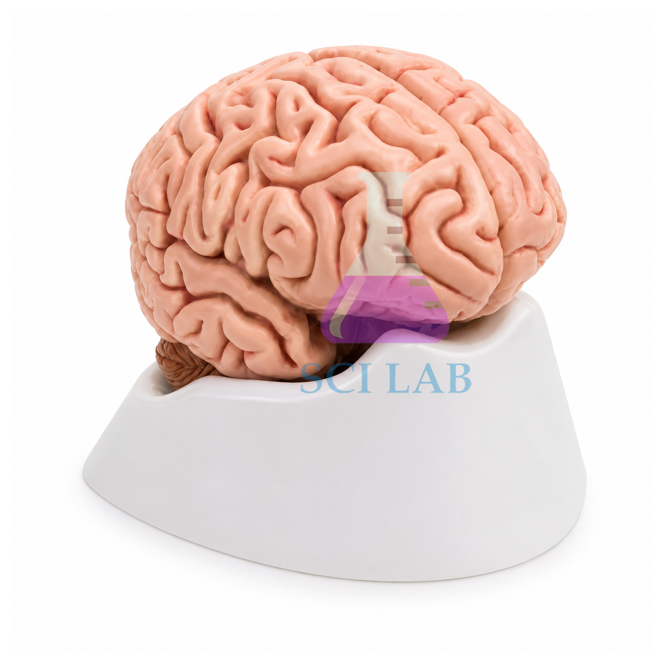 Building the Brain
