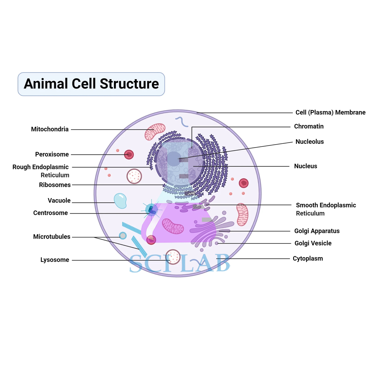 The Structure of the Animal Cell