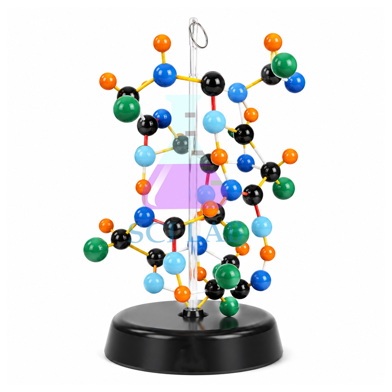Protein Model