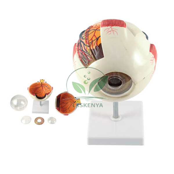 Eye Ball Model