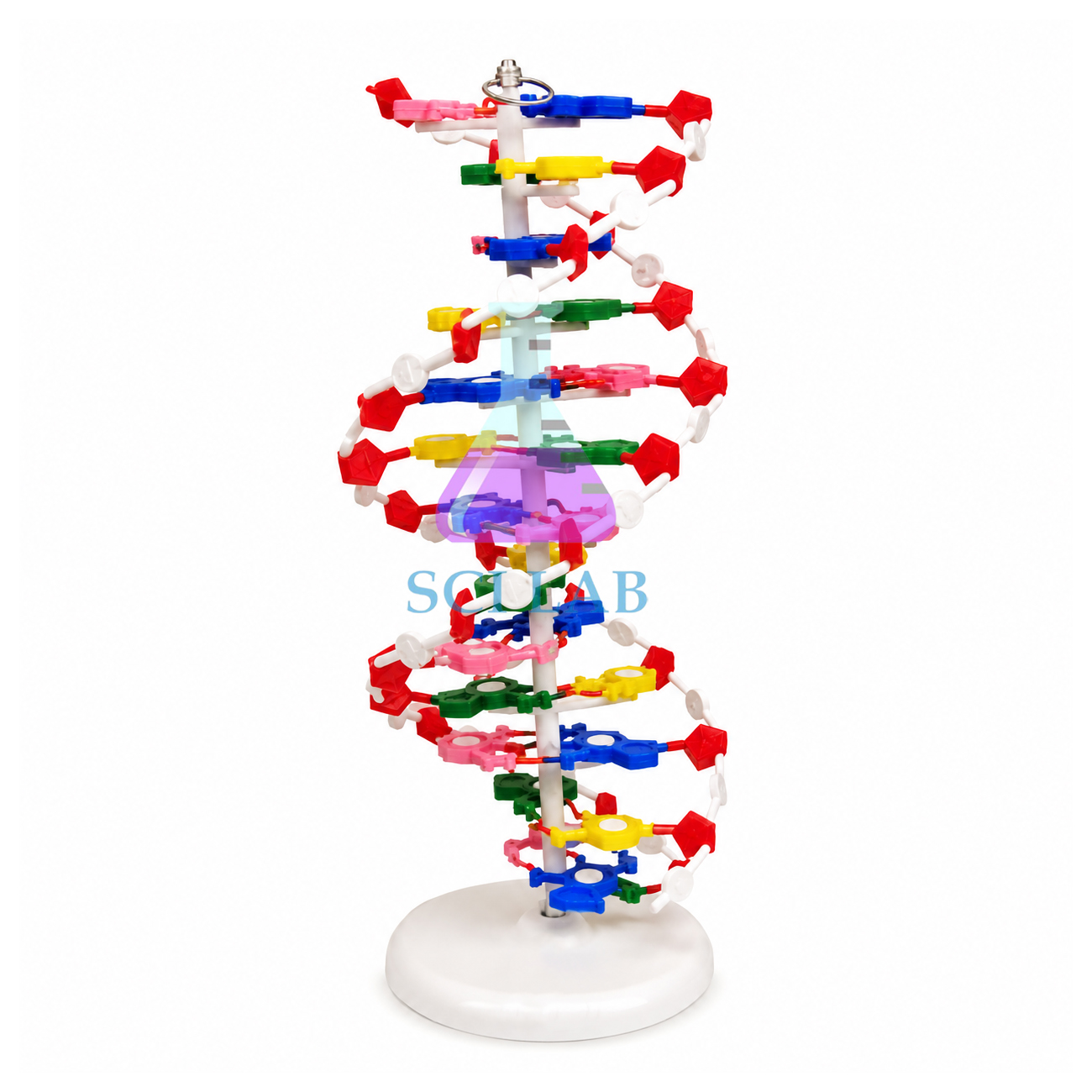 Model of DNA (Helical)