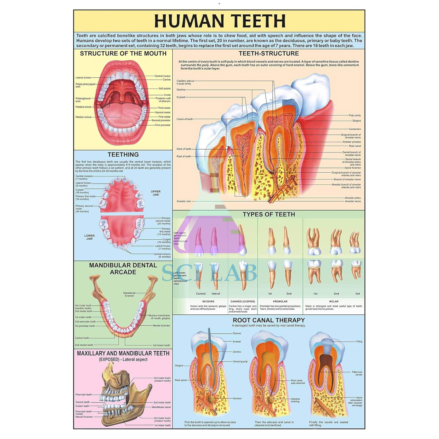Human Teeth and their Hygiene