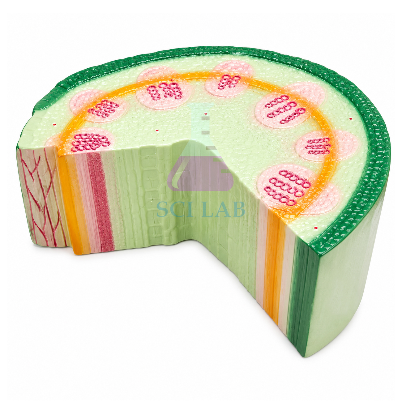 Cross Section of the Stem