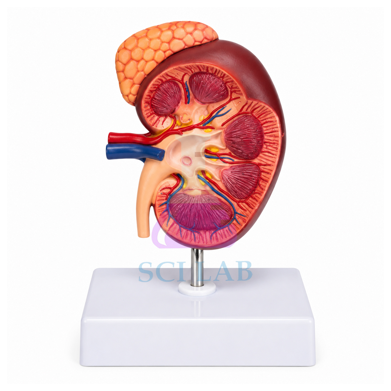 Kidney