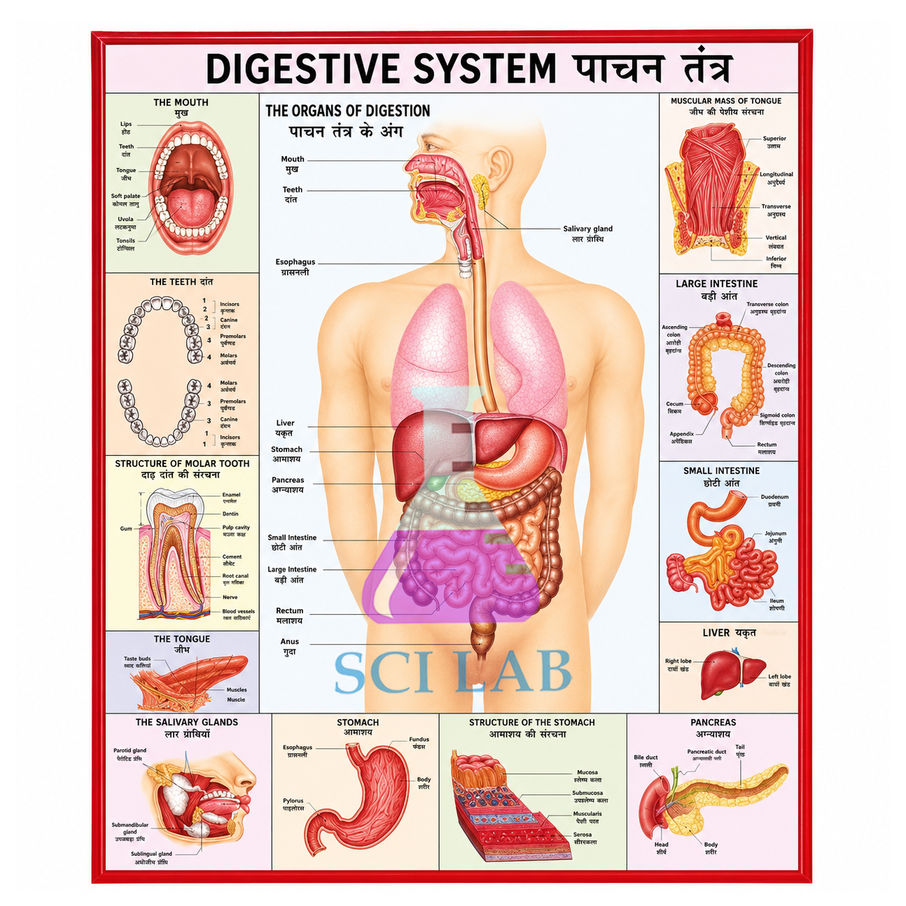 Digestive System