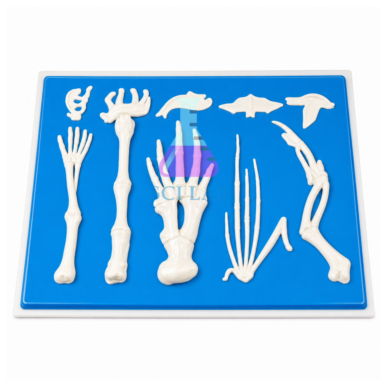 Comparison of Limbs in Vertebrates