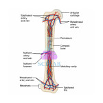 Anatomical Construction of the Bone