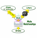 The Relationships of The Mole