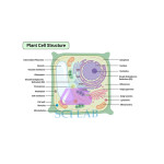 The Structure of the Plant Cell