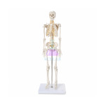 Human Skeleton 45 cm