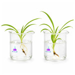 Kit for the Demonstration of Absorption of Mineral Salts in Plants