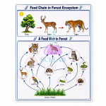The Food Chain in the Forest
