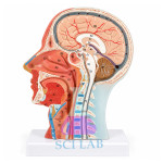 Cross Section of the Head