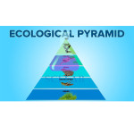 Ecological Pyramid
