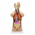 Anatomical Human Torso with Head and Removable Parts