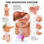 The Liver is an Auxiliary Organ of the Digestive System