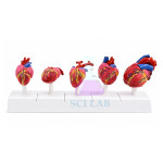 Comparison of the Heart in Vertebrates