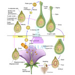 Flower Construction in Flowering Plants (Angiosperms)