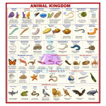 The Evolution of the Animal World