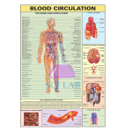 Blood Circulation System