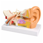 Construction of the Ear