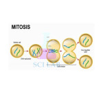 Cell Reproduction-Mitosis