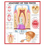Human Teeth