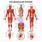 Human Muscles