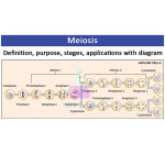Reproduction of Sexual Cells - Meiosis