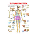 Human skeleton