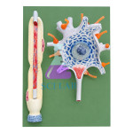 Neuron Model