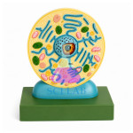 Model of the Plant Cell